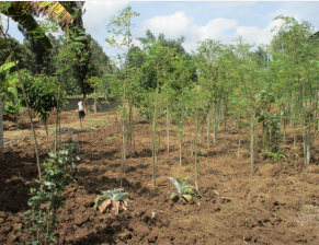 SPROUTING IN THE SHAMBA